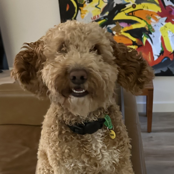 Boris the dog